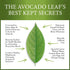 Avocado Leaf Tea Peach Tea - Caffeine-free Herbal Tea for Immune Support, 15 Tea Bags (30 Servings)