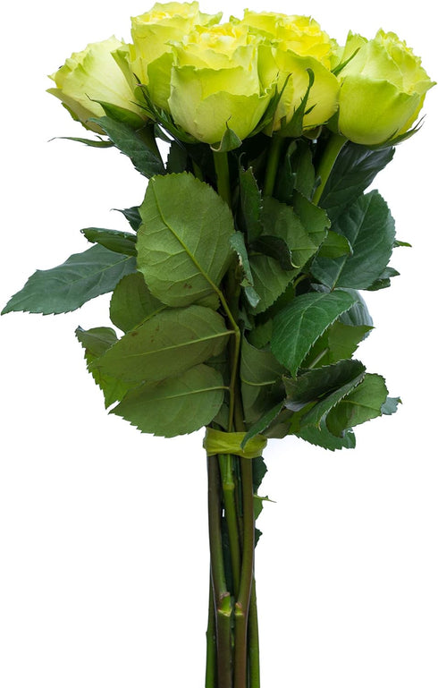 Flower Explosion 12 Stems - Fresh Cut Limbo Green Rose Bouquet from