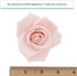 3 Inch, 9 Count Global Sugar Art Peace Rose Sugar Cake Flowers, Pink by Chef Alan Tetreault