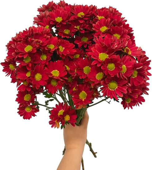 20 Fresh Red Daisy Cut Flowers | Florist-Selected Stems | Ideal for Bouquets, Birthdays Home Dcor | Bright Vibrant