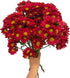 20 Fresh Red Daisy Cut Flowers | Florist-Selected Stems | Ideal for Bouquets, Birthdays Home Dcor | Bright Vibrant