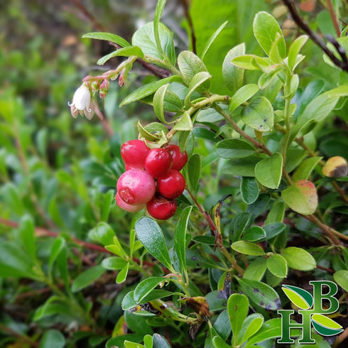 4oz, Herb To Body Uva Ursi Herb Leaves Whole - Wildcrafted Arctostaphylos Pungens, Herbal Tea Loose Leaf for Uva Ursi