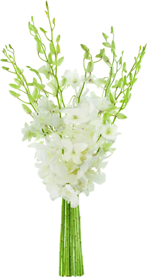KaBloom - Exotic Perla White Orchid Bouquet of White Orchids from Thailand