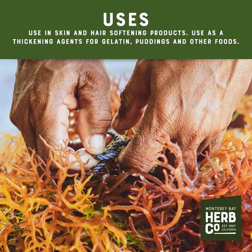 1 lb Pacific Irish Moss Cut & Sifted, by Herb Co, Chondracanthus Chamissoi, Carrageen, Wild Crafted from Canada