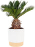 Costa Farms Live Sago Palm, Easy to Grow Live Indoor Plant, Houseplant