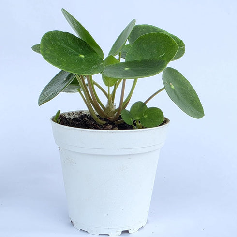 2.5 Inch 4 Inch 4 inch Chinese Money Plant Live (Pilea Peperomioides) | Available in & Nursery Pot or Add Our Geometric