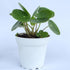 2.5 Inch 4 Inch 4 inch Chinese Money Plant Live (Pilea Peperomioides) | Available in & Nursery Pot or Add Our Geometric