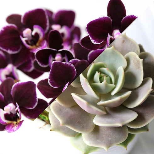 4" Green Circle Growers Mini Purple Orchid and Succulent Garden with Lavender in Purple Ceramic Planter Live Mixed