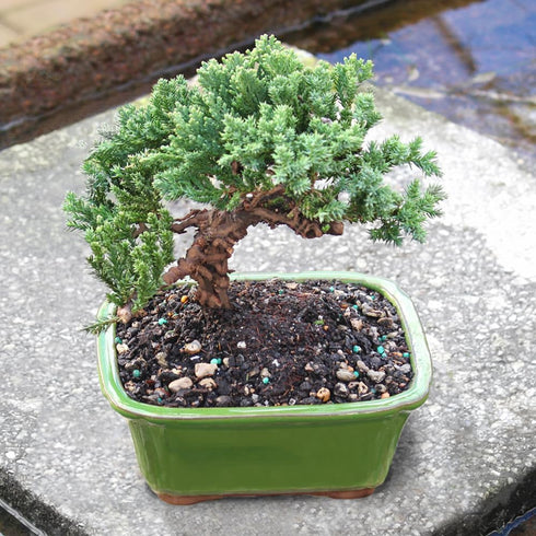 Brussel's Bonsai - Live Green Mound Juniper Bonsai Tree, Outdoor Bonsai Tree Live Plant, Medium Bonsai for Patio Garden
