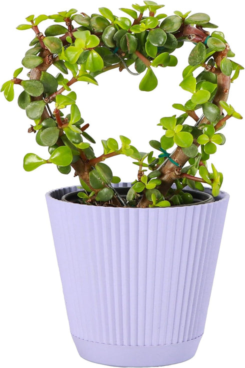 Thorsen's Greenhouse, Heart-Shaped Jade Bonsai Plant, Live Indoor Plant, Gift, Succulent Plant,
