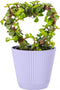 Thorsen's Greenhouse, Heart-Shaped Jade Bonsai Plant, Live Indoor Plant, Gift, Succulent Plant,