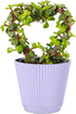 Thorsen's Greenhouse, Heart-Shaped Jade Bonsai Plant, Live Indoor Plant, Gift, Succulent Plant,