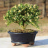 3 6" 8" Brussel's Live Harland Boxwood Outdoor Bonsai Tree - Years Old; to Tall with Decorative Container