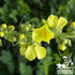 Premium Mullein Leaf Grounded 5 oz (142g) | Gordolobo en Polvo - Sasonador/Te |100% Pure Leaf, No Fillers, No Additives, Non GMO's, Dried Leaves Powder. Spice/Seasoning/Incense.