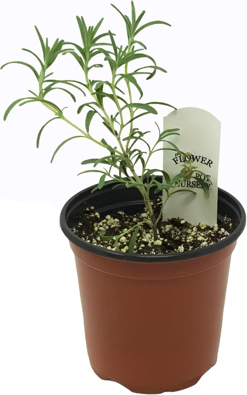 Generic 4 FlowerPotNursery ARP Rosemary Rosmarinus officinalis Pot