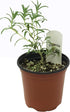 Generic 4 FlowerPotNursery ARP Rosemary Rosmarinus officinalis Pot