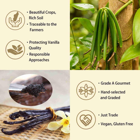 12 GRELIM Madagascar Vanilla Beans New Season Grade A Whole Vanilla Pods Great for Vanilla Extract and Baking