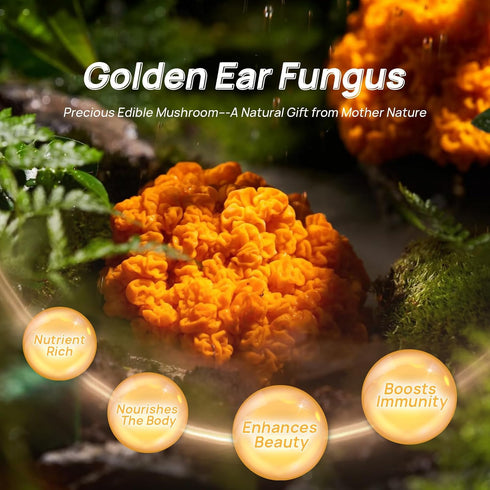 4oz) Dried Golden Jelly Fungus, Wild Mushrooms, Gift of nature, Delicious treasures from the mountains, Pure natural