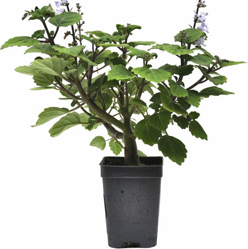 3" (2.6x3.5) Plectranthus Ernstii Caudex, Bonsai Mint, Caudex, Caudiciform Plectranthus, Spurflower, Upright Plant