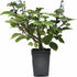 3" (2.6x3.5) Plectranthus Ernstii Caudex, Bonsai Mint, Caudex, Caudiciform Plectranthus, Spurflower, Upright Plant