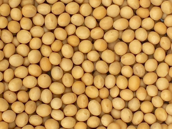 Pinstar Premium Premium Grade Non-GMO Soybeans (5 Pounds) - Great for Soy Milk and