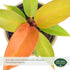Arcadia Garden Products 4-inch, Live Prince of Orange Philodendron Rare Indoor Houseplant in Plastic Pot, Tropical