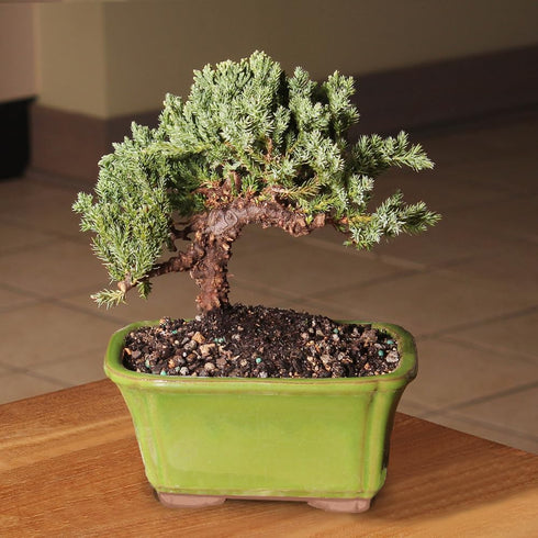 3 4-6 Inches Brussel's Bonsai - Live Green Mound Juniper Bonsai Tree, Outdoor Bonsai Tree Live Plant in Decorative