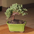 3 4-6 Inches Brussel's Bonsai - Live Green Mound Juniper Bonsai Tree, Outdoor Bonsai Tree Live Plant in Decorative