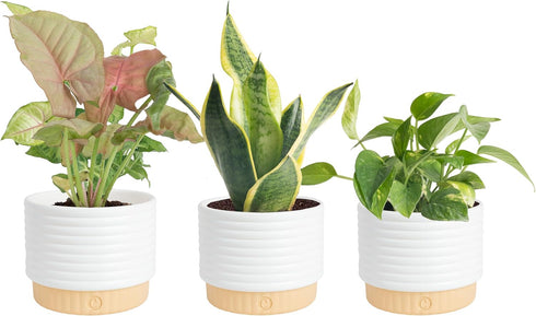 Costa Farms Live Indoor House Plants (3-Pack), Hand Selected Easy to Maintain
