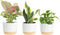 Costa Farms Live Indoor House Plants (3-Pack), Hand Selected Easy to Maintain