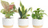 Costa Farms Live Indoor House Plants (3-Pack), Hand Selected Easy to Maintain