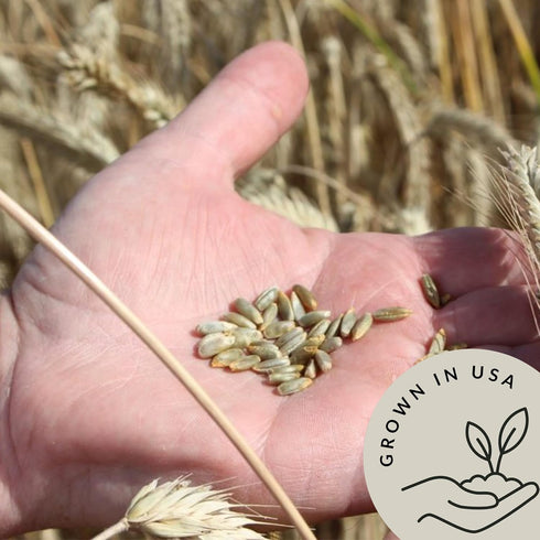 (5.8 lb) Be Still Farms Organic Rye Berries Bulk - Whole Rye Grain Seeds - Kernels Great for Flour, Bread, Cereal