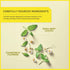 Wissotzky Chamomile Tea with Nana Mint, Herbal Tea, 20 Tea Bags, Caffeine Free