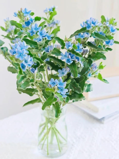Cassiolina 10) Fresh Tweedia Blue Star Flowers Bouquet Light Blue Fresh Cut Flowers for Home Decor Wedding Floral