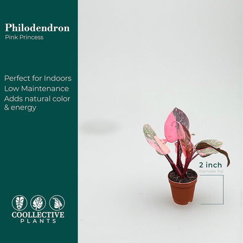 2 CoollectivePlants Philodendron Pink Princess Marble Rare Philodendron Plant Live in Grower's Pot, Live Indoor House