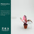 2 CoollectivePlants Philodendron Pink Princess Marble Rare Philodendron Plant Live in Grower's Pot, Live Indoor House