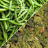 1 lb Dried Chopped String Beans by Its Delish, Bulk Bag | Dehydrated Cut Green Bean Vegetables | Dried Veggies