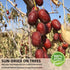 WZY 100% (12.3 OZ (350g)) Premium Dried Red Dates Jujube Dates - Natural Large & Sweet Healthy Snack No Preservatives