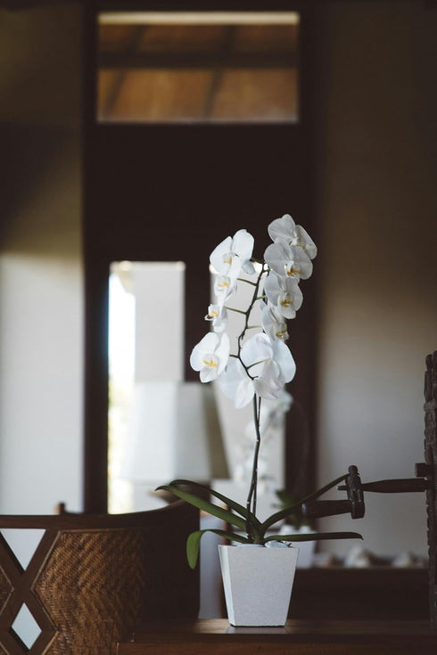 Generic White Phalaenopsis Orchid Plant in Ceramic Pot, Live Indoor Flowering Plant with Multiple Blooms. Everylasting