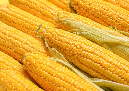4 Food to Live Organic Old Fashioned Cornmeal Coarse, Pounds Non-GMO, Whole Grain, Vegan, Kosher, Bulk Yellow Milled