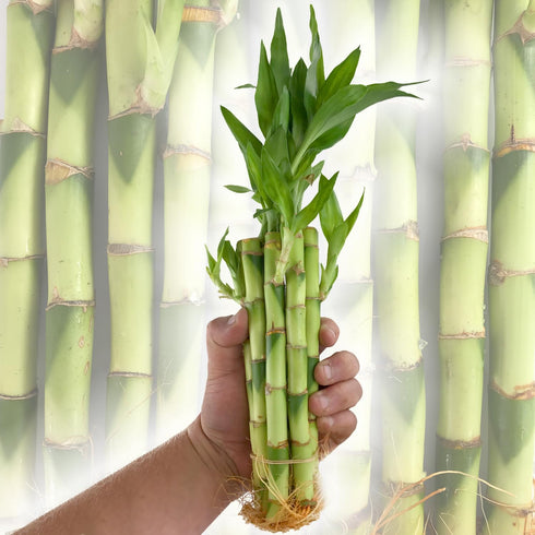 5-Pack 8 Inch Lucky Indoor Bamboo - Live Plants - Ships Bare Root - of Straight Stalks - Air Purifying Feng-Shui Zen
