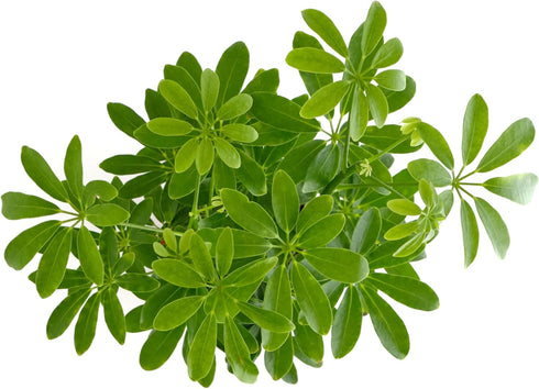 6 Inch Shop Succulents Heptapleurum Arboricola, Live Indoor Plant, Low Maintenance Dwarf Umbrella Tree, Ideal for Home