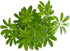 6 Inch Shop Succulents Heptapleurum Arboricola, Live Indoor Plant, Low Maintenance Dwarf Umbrella Tree, Ideal for Home