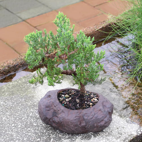 5 6 10 Inches Brussel's Bonsai Live Green Mound Juniper Bonsai Tree - Medium, Year, to - Outdoor Bonsai Tree Live