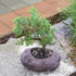 5 6 10 Inches Brussel's Bonsai Live Green Mound Juniper Bonsai Tree - Medium, Year, to - Outdoor Bonsai Tree Live