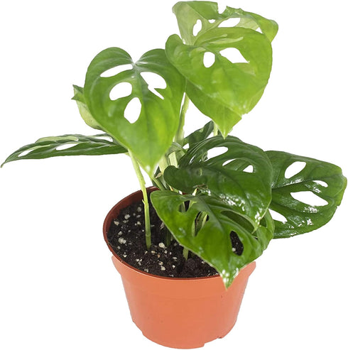 California Tropicals Monstera Adansonii Real Live Indoor Houseplants - Big Low Light