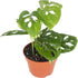 California Tropicals Monstera Adansonii Real Live Indoor Houseplants - Big Low Light