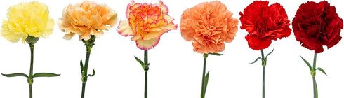 50 Pack FlowerPrime Fall or Autumn Carnations - Fresh Natural Cut Flowers Special Holiday Variety