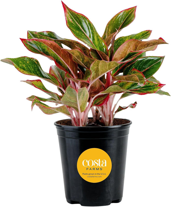 Costa Farms Chinese Evergreen Live Plant, Aglaonema, Easy Care Low Light Houseplant