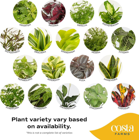 (3-Pack), Costa Farms Live Indoor House Plants Hand Selected Easy to Maintain Indoor Assorted Houseplants in Plant